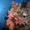 Soft Corals
